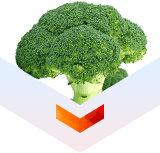 экстракт брокколи