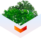 полынь горькая от паразитов