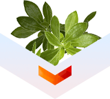 чабрец тимьян антипаразитарный